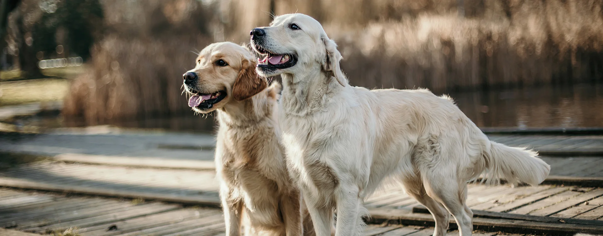 Golden Retrievery z hodowli Aurum Terrae — fotografia 05